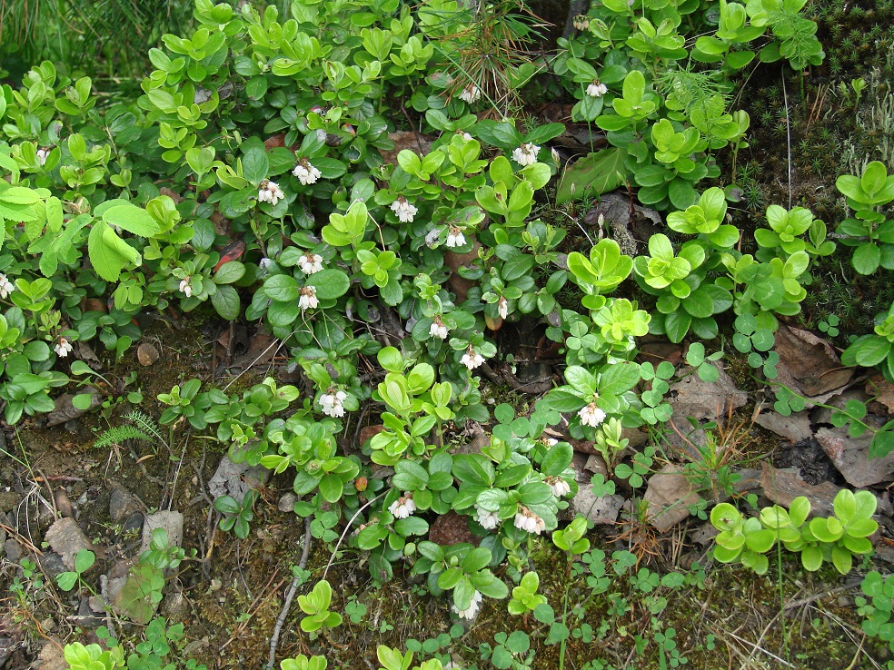 Image of Vaccinium vitis-idaea specimen.
