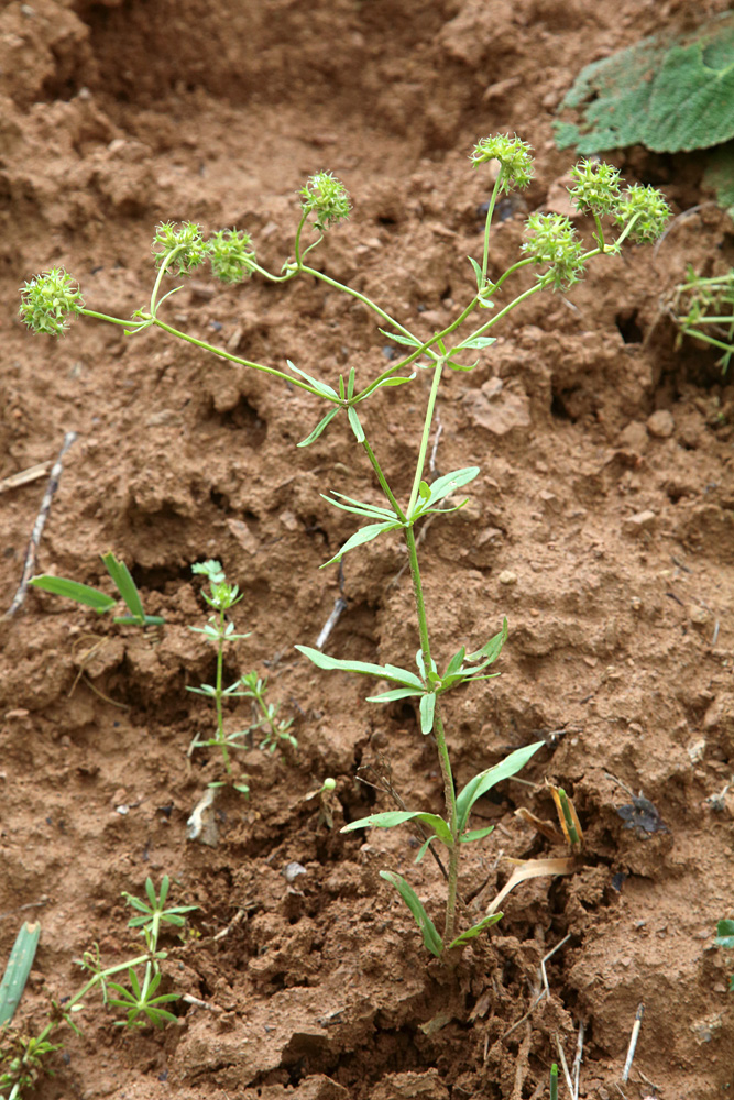 Изображение особи Valerianella dactylophylla.