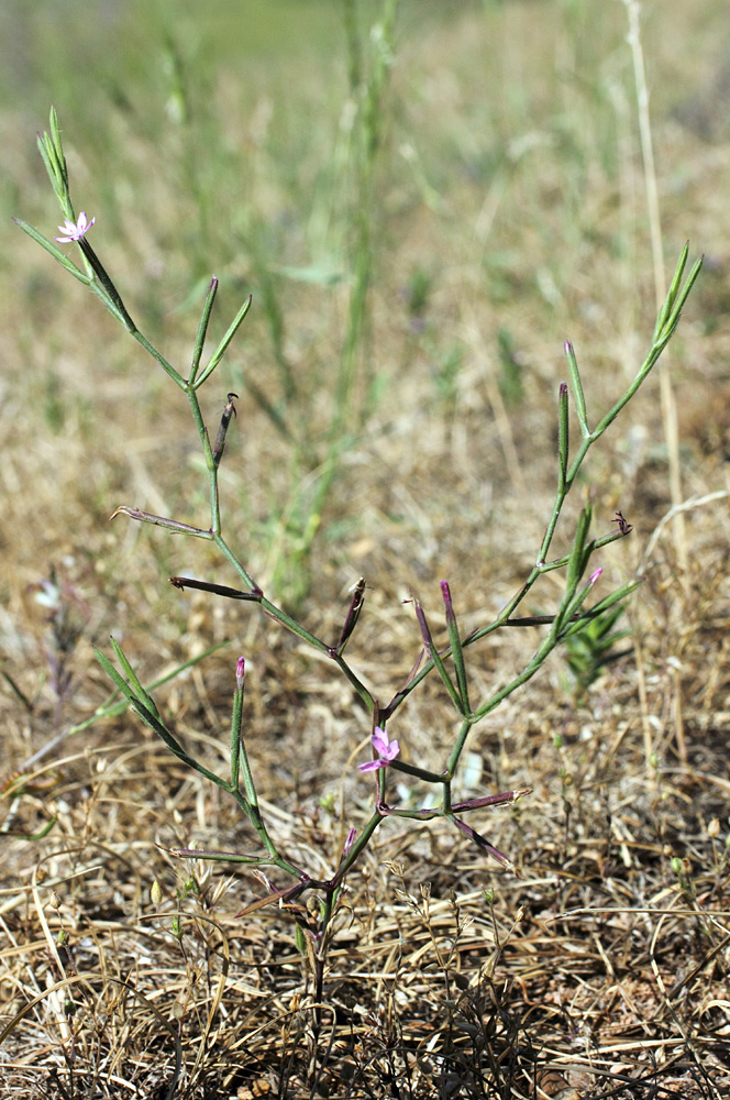 Image of Velezia rigida specimen.