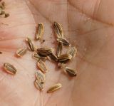 Conioselinum tataricum