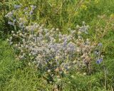 Eryngium planum. Верхушки цветущих и плодоносящих растений. Ростовская обл., Неклиновский р-н, Васильево-Ханжоновское с/п, дол. р. Мокрый Еланчик, на пойменном лугу. 29.08.2015.