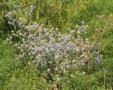 Eryngium planum