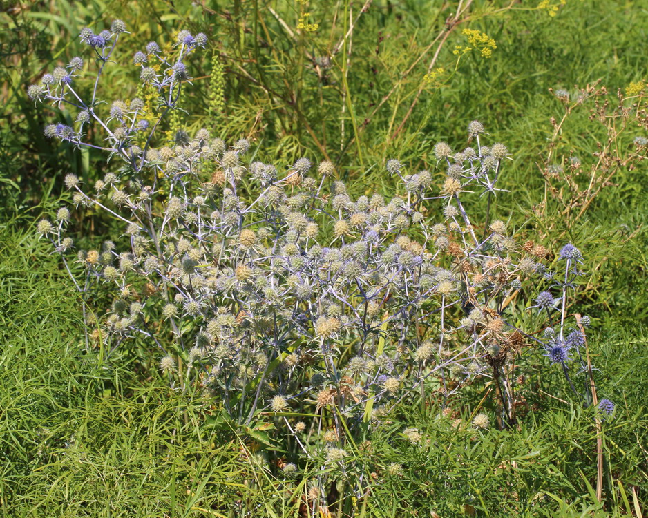 Изображение особи Eryngium planum.