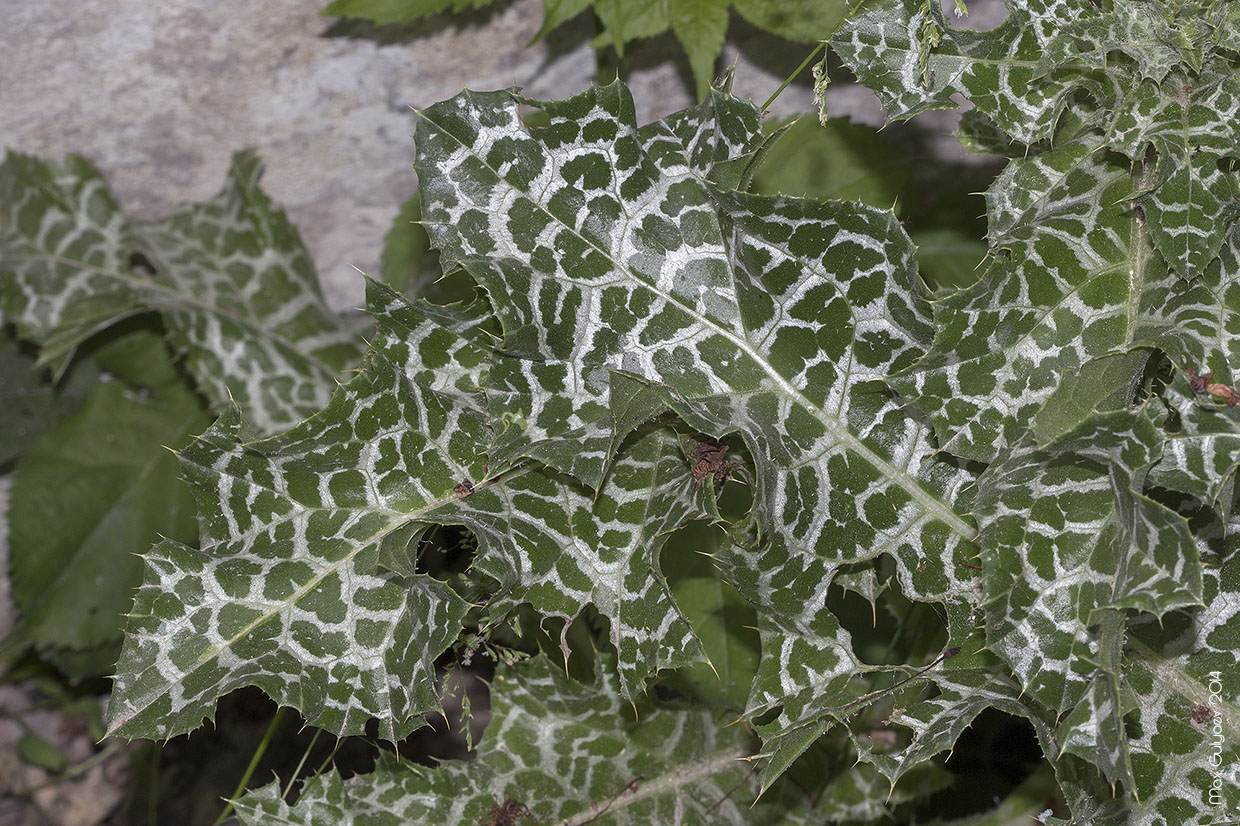 Изображение особи Silybum marianum.