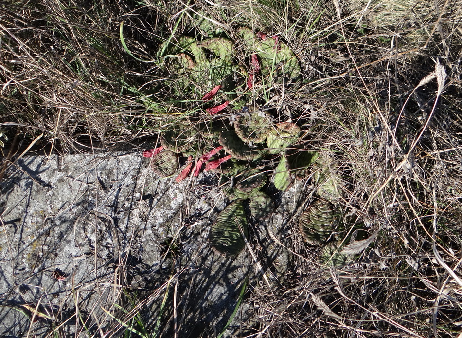 Изображение особи Opuntia humifusa.