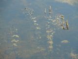 Potamogeton perfoliatus