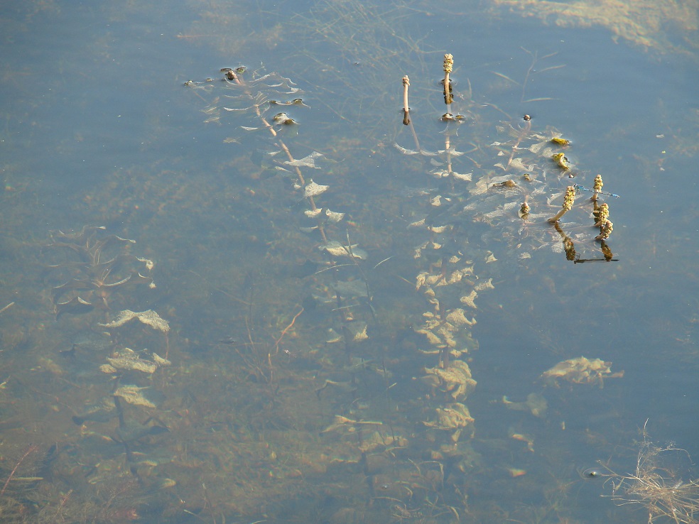 Изображение особи Potamogeton perfoliatus.