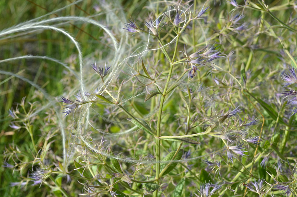 Image of Nepeta ucranica specimen.