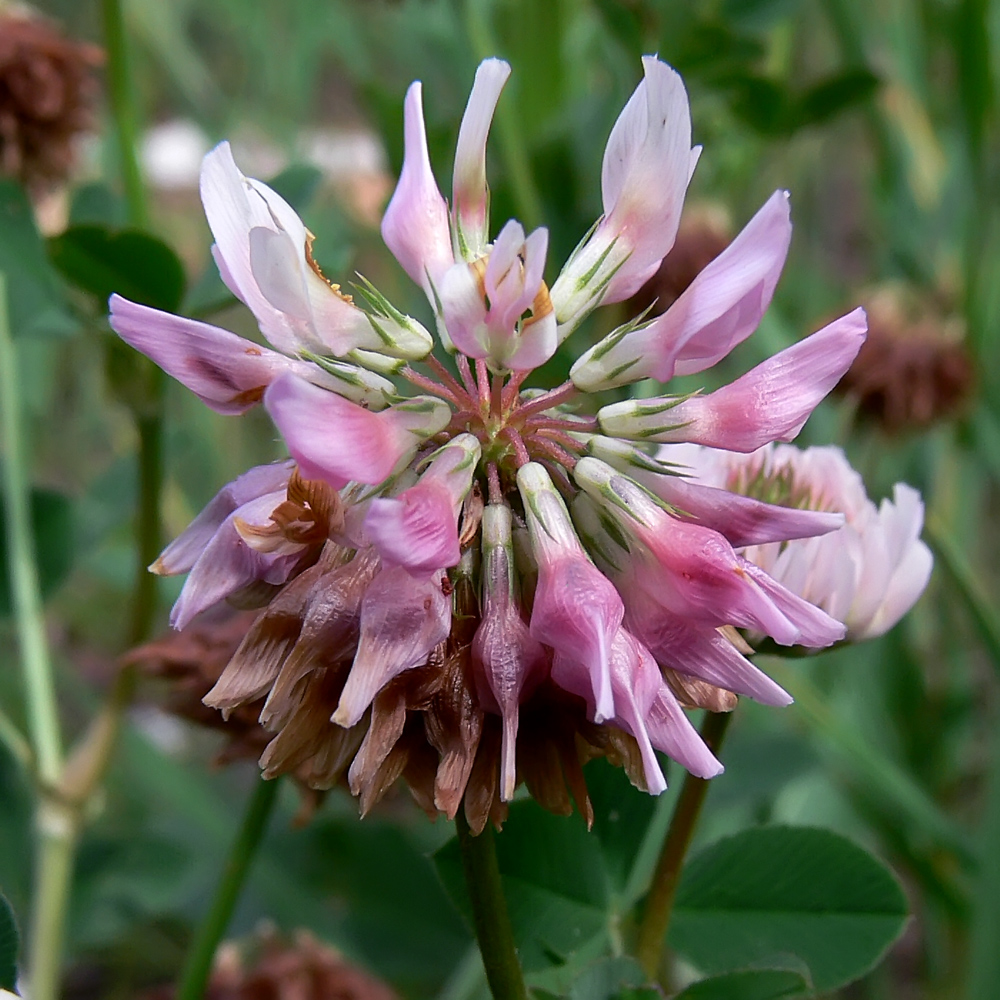 Изображение особи Trifolium hybridum.