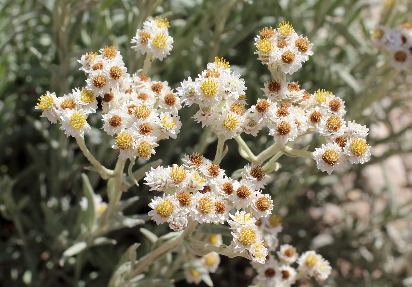 Image of Anaphalis velutina specimen.