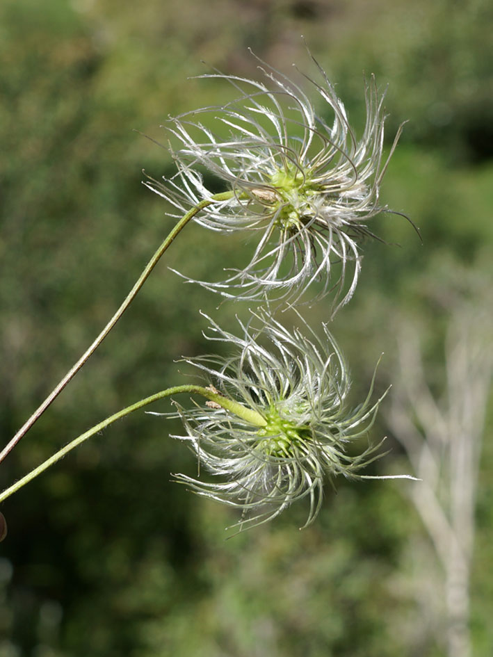 Image of Atragene sibirica specimen.