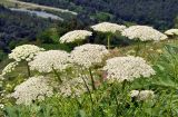 Heracleum leskovii. Соцветия. Карачаево-Черкесия, окр. пос. Нижний Архыз, гора Пастухова, ≈ 1800 м н.у.м., субальпийский луг. 14.06.2015.