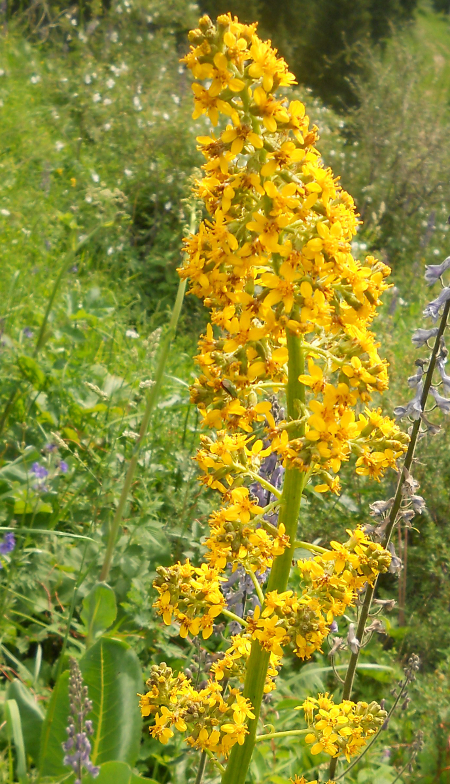 Изображение особи Ligularia heterophylla.