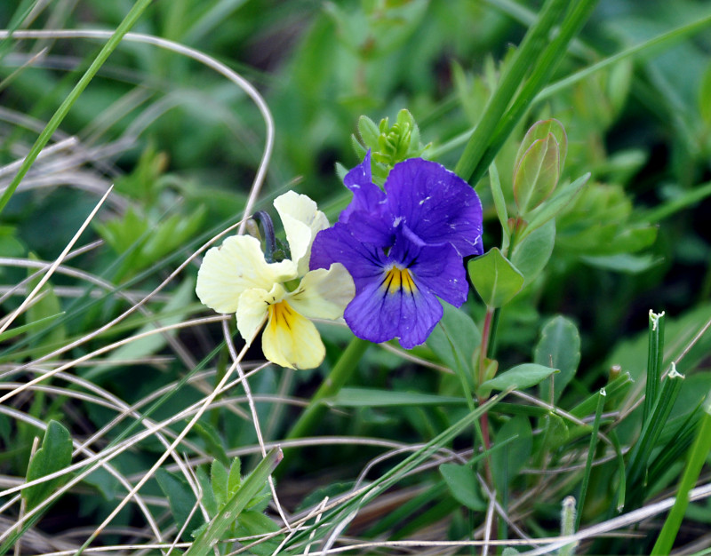 Изображение особи Viola oreades.