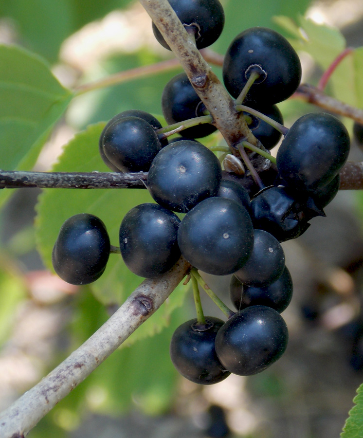 Изображение особи Rhamnus cathartica.