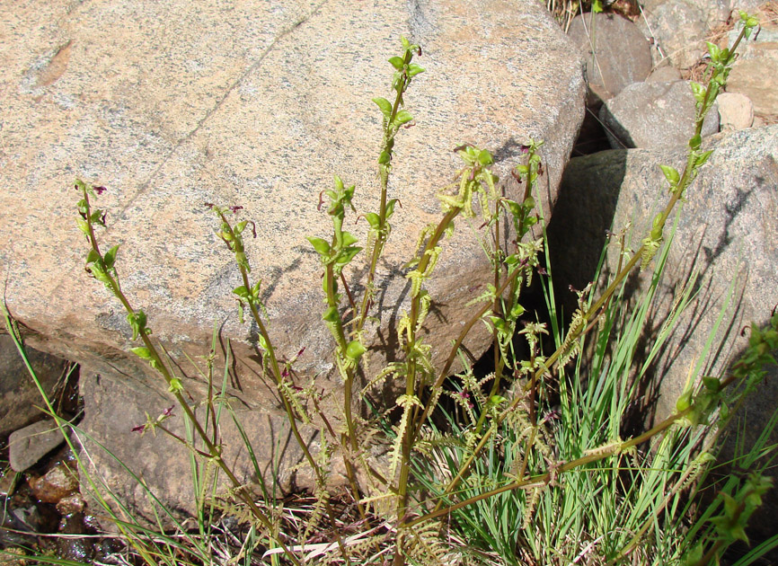 Изображение особи Pedicularis wlassoviana.
