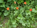 Geum quellyon