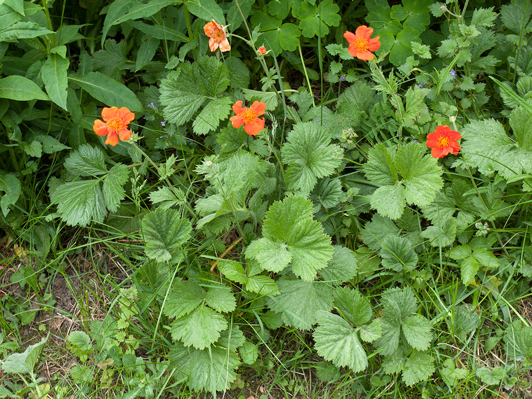 Изображение особи Geum quellyon.