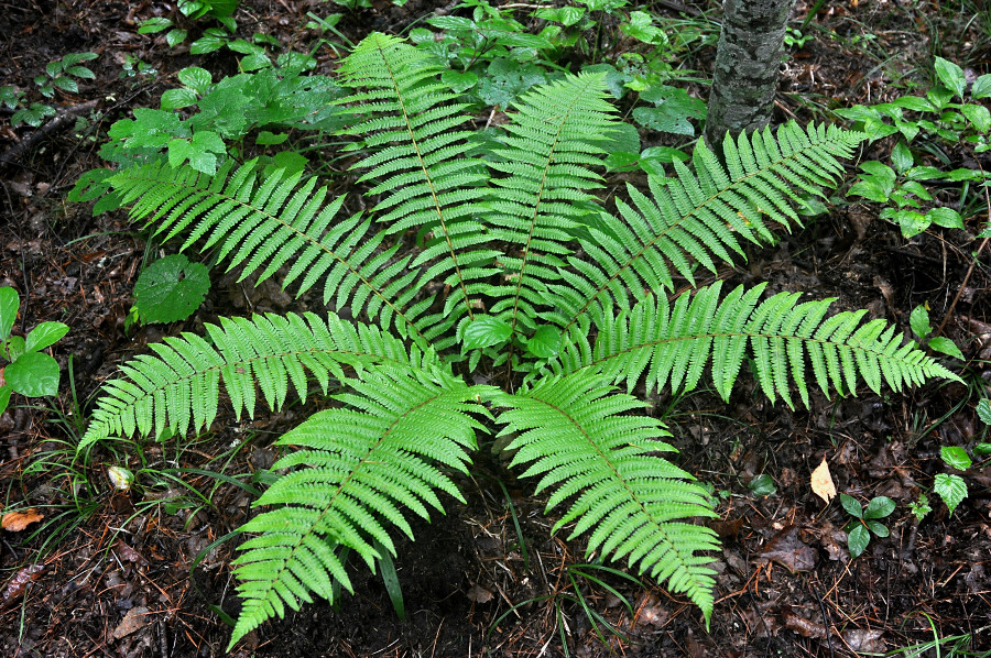 Изображение особи Dryopteris crassirhizoma.