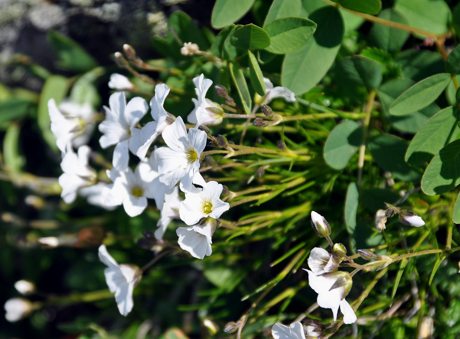 Image of Minuartia arctica specimen.