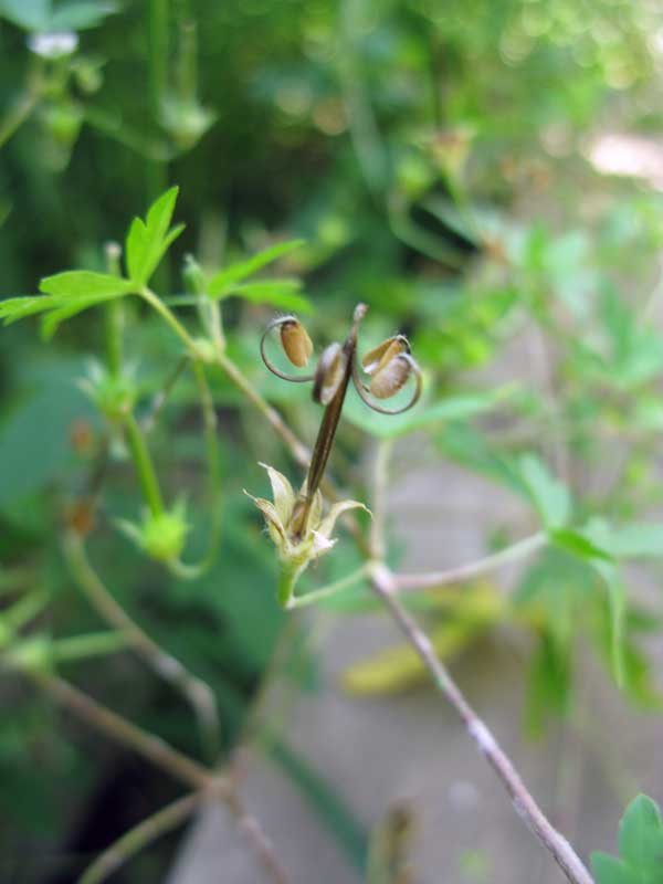 Image of Geranium sibiricum specimen.