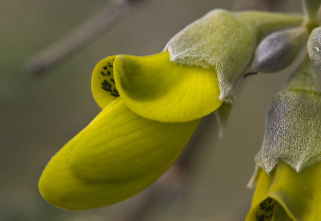 Изображение особи Anagyris foetida.