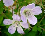 Geranium sylvaticum. Цветки. Ленинградская обл., г. Волхов, Октябрьская наб. 06.06.2010.