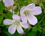 Geranium sylvaticum