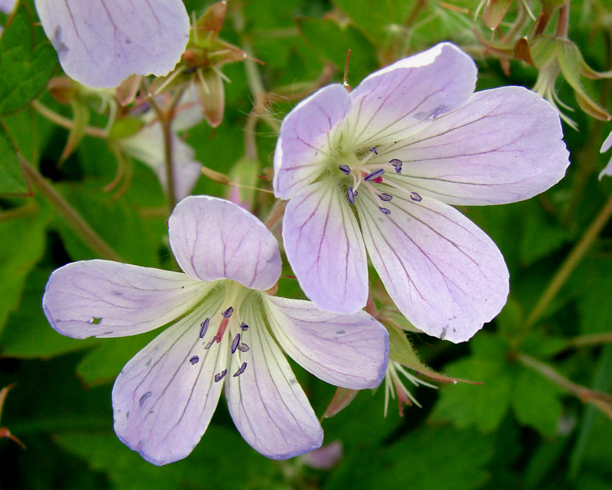 Image of Geranium sylvaticum specimen.