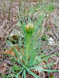 Asphodeline lutea. Расцветающее растение. Краснодарский край, г. Геленджик, южные отроги хребта Коцехур. 03.04.2016.