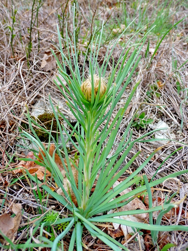 Изображение особи Asphodeline lutea.