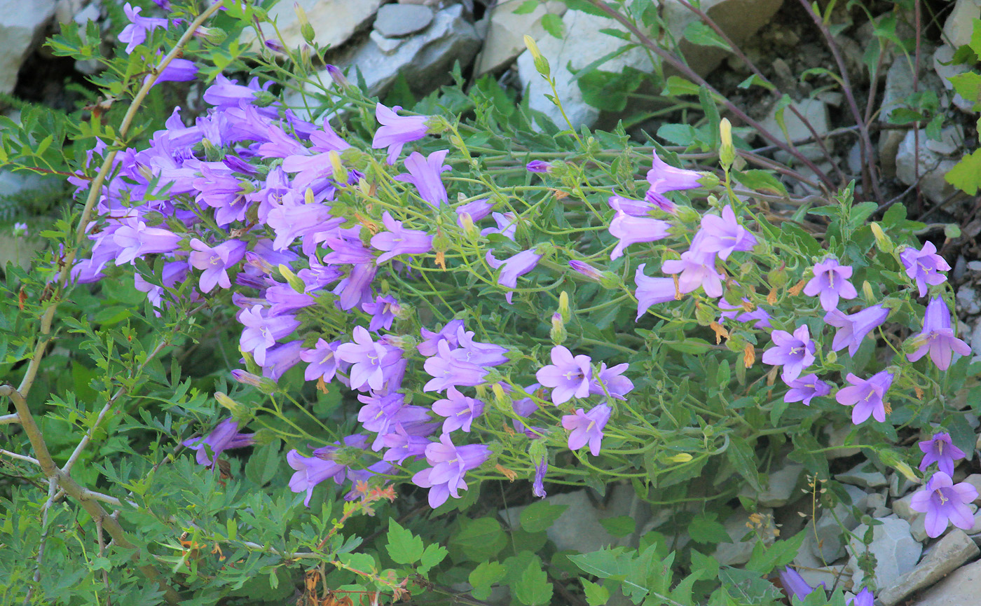 Image of Campanula komarovii specimen.