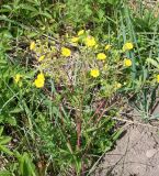 Potentilla chrysantha