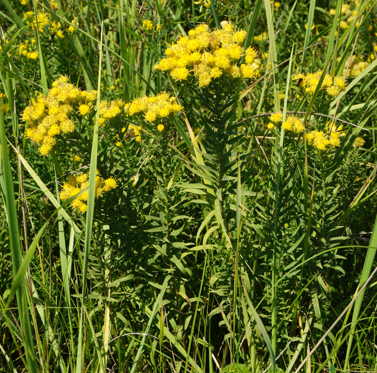 Image of Galatella biflora specimen.