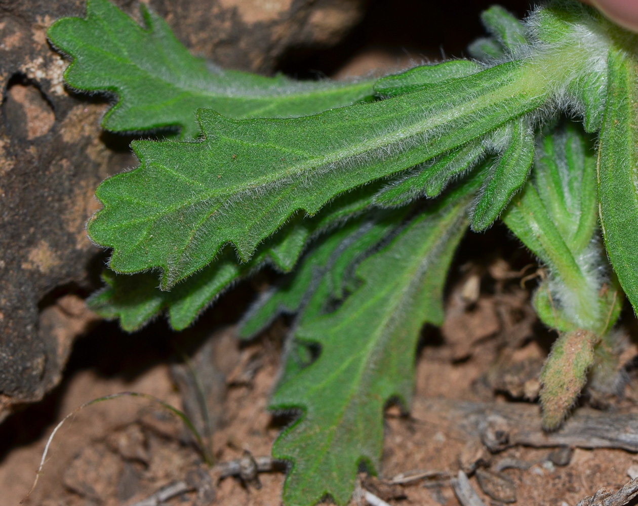 Image of Ajuga iva specimen.