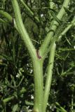 Crambe aspera