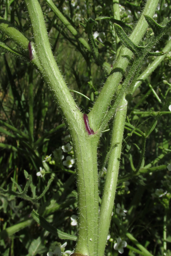 Image of Crambe aspera specimen.