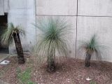 Xanthorrhoea australis