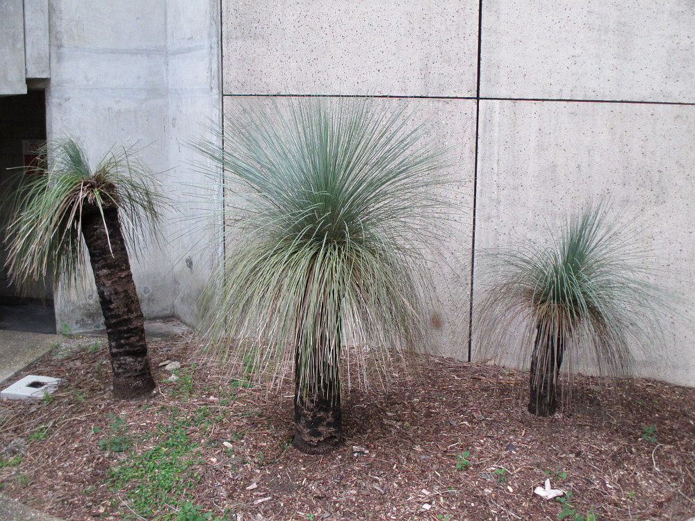Image of Xanthorrhoea australis specimen.
