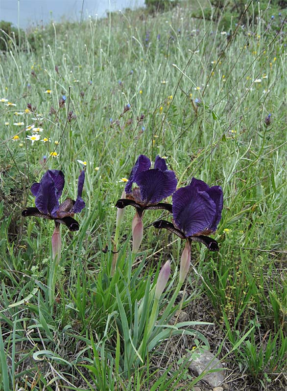 Изображение особи Iris paradoxa.