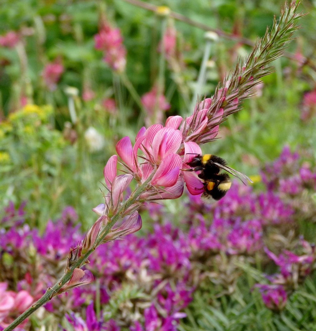 Изображение особи Onobrychis miniata.