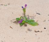Echium bonnetii. Цветущее растение. Испания, автономное сообщество Канарские острова, о-в Фуэртевентура, провинция Лас Пальмас, муниципалитет Ла Олива, северные окр. пос. Эль Котильо, между мысами la Barra и de la Enrocadiza. 07.03.2016.