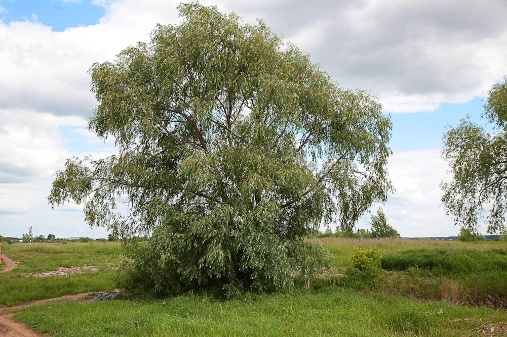 Изображение особи Salix alba.