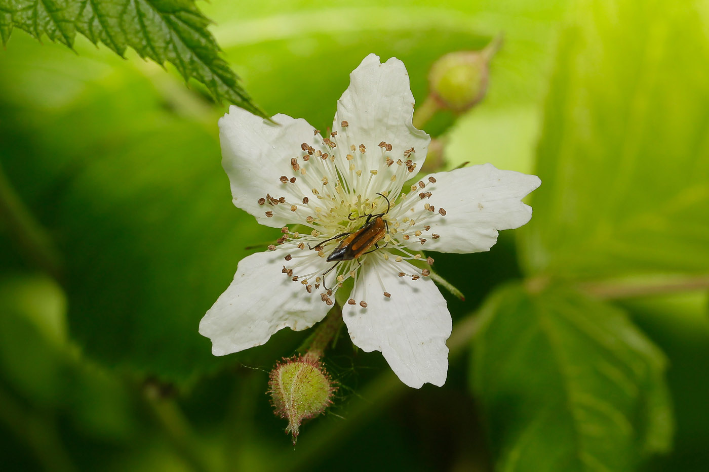 Изображение особи Rubus caesius.