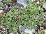 Trifolium eximium