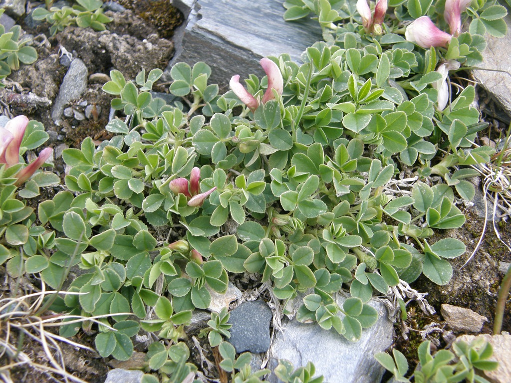Image of Trifolium eximium specimen.