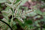 Asplenium adiantum-nigrum