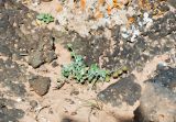 Helianthemum canariense. Бутонизирующее растение. Испания, автономное сообщество Канарские острова, остров Фуэртевентура, провинция Лас Пальмас, муниципалитет Ла Олива, восточные окр. пос. Эль Котильо, предгорная равнина, пояс суккулентных кустарников. 17.03.2016.