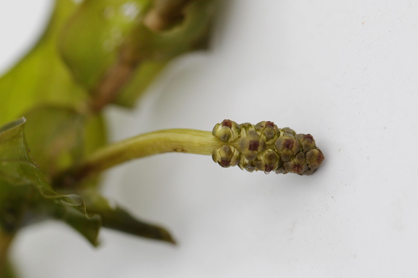 Image of Potamogeton perfoliatus specimen.