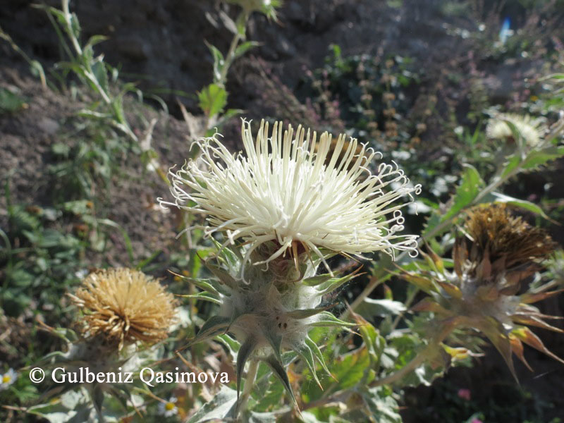 Изображение особи Cousinia cynaroides.